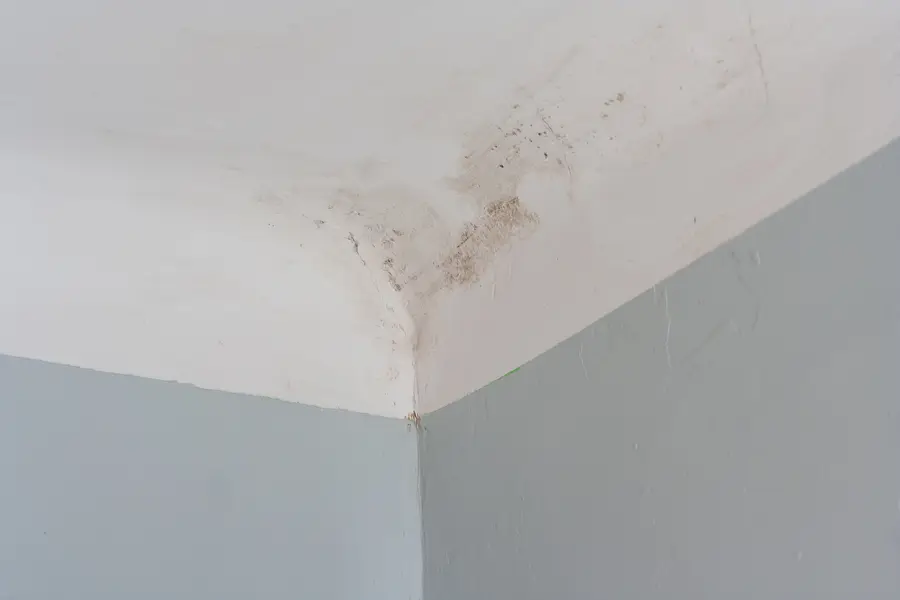 Schimmelbewertung Schimmelbewertung